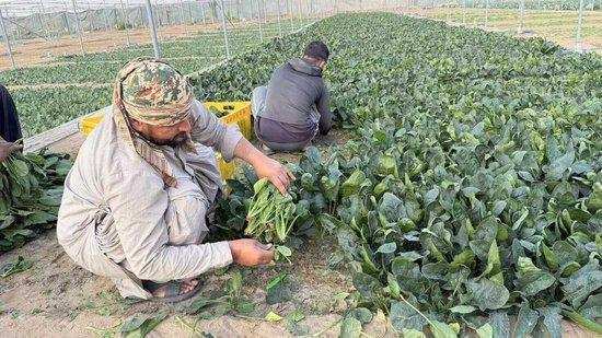  中东局势动荡之际，华人餐桌如何保持稳定；阿联酋浙商会长分享保供实践。 文化旅游